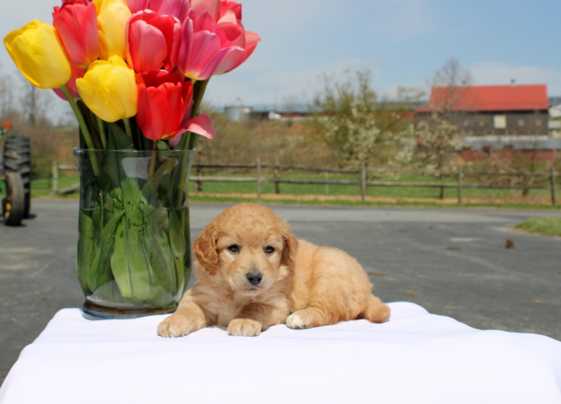 puppy, for, sale, Mini Goldendoodle F2, Matthew B. Stoltzfus, dog, breeder, Gap, PA, dog-breeder, puppy-for-sale, forsale, nearby, find, puppyfind, locator, puppylocator, aca